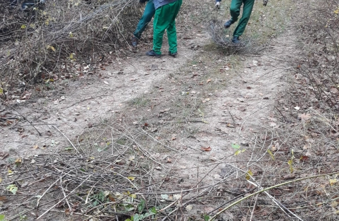 {Wszystko zgodnie z prawem i pod okiem leśników.}