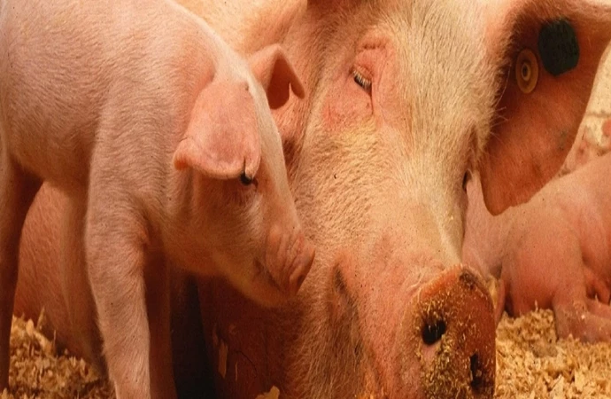 {Część powiatu bartoszyckiego została uznana za obszar zagrożony afrykańskim pomorem świń. To pierwszy taki obszar na Warmii i Mazurach.}